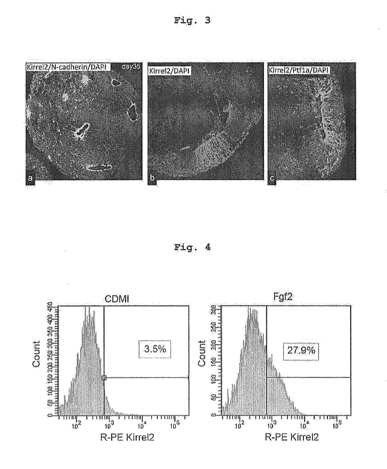 Method for producing cerebellar progenitor tissue