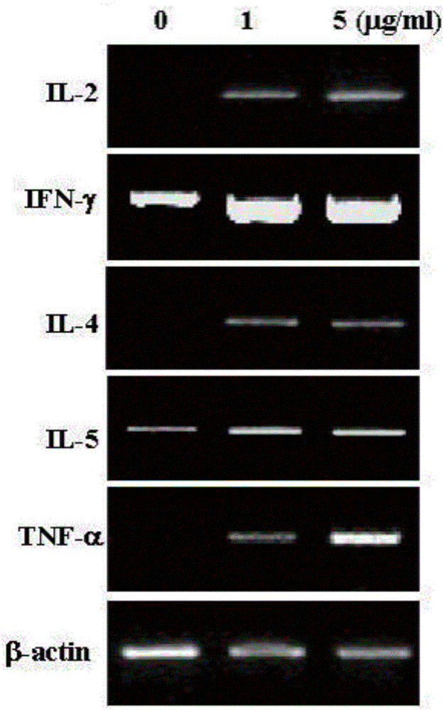 Antigen activated immune cells and culturing method and application thereof