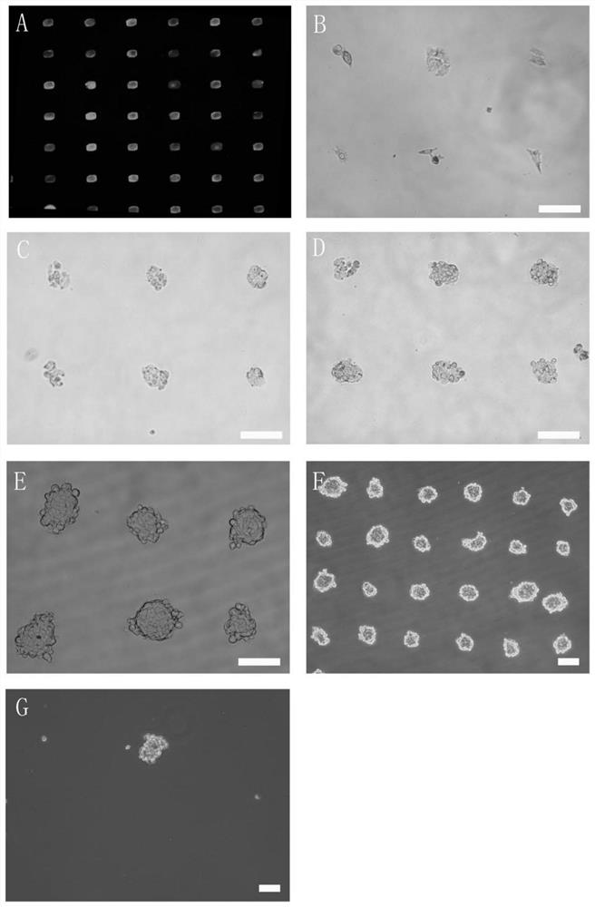 Single cell clone culture method