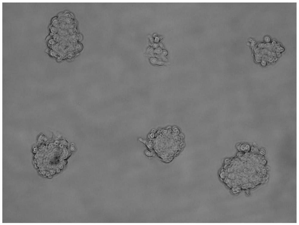 Single cell clone culture method