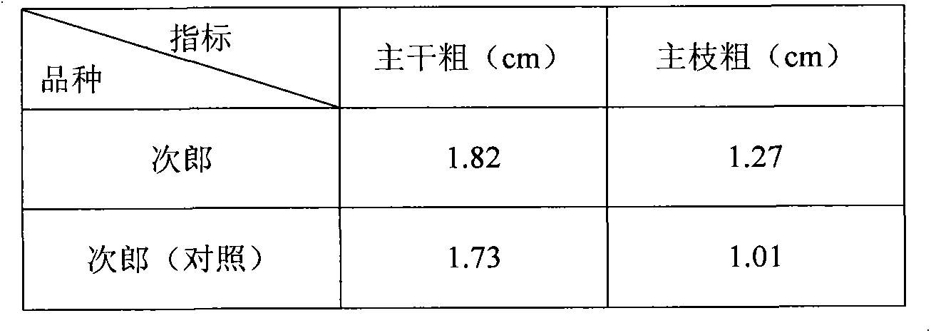 Method for landscaping by utilizing sweet persimmon trees