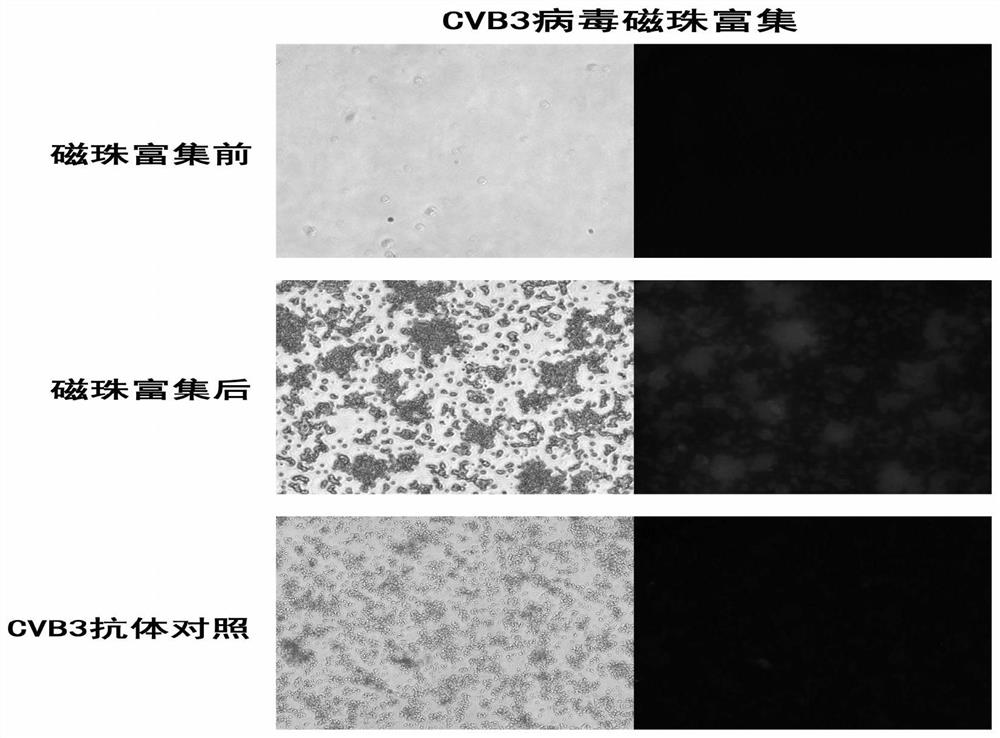 Viral biological magnetic bead enrichment and concentration kit and its application