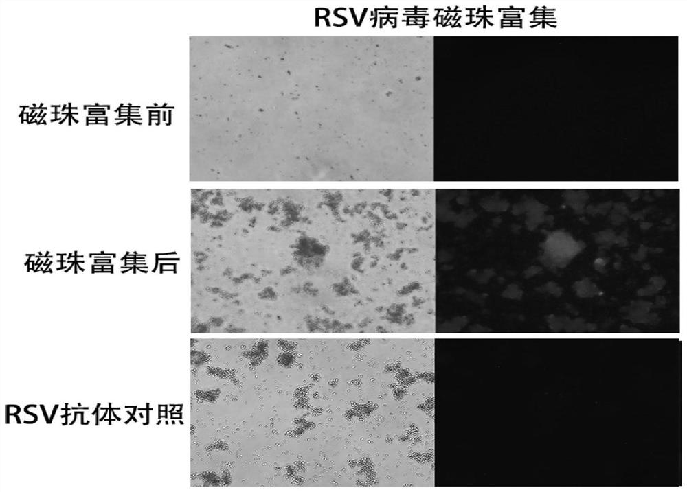 Viral biological magnetic bead enrichment and concentration kit and its application