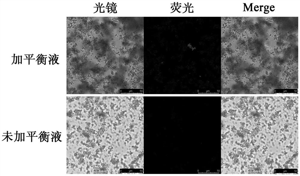 Viral biological magnetic bead enrichment and concentration kit and its application