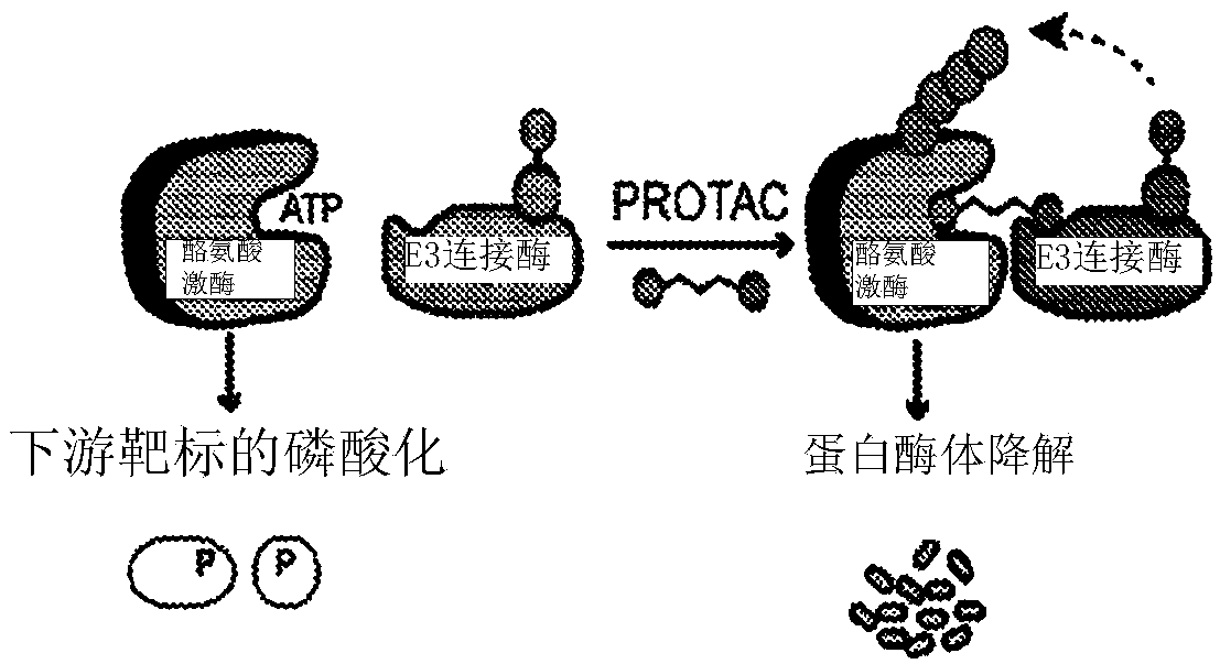 Proteolysis targeting chimera compounds and methods of preparing and using same