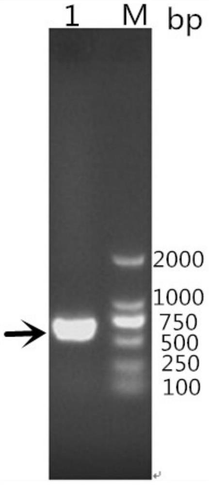 Riemerella anatipestifer omph recombinant protein and its elisa kit