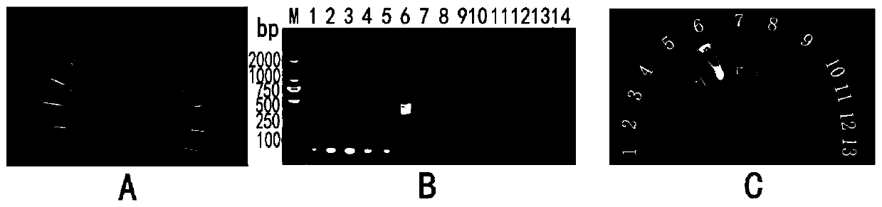 LAMP detection reagent kit of food-borne yersinia enterocolitica and application of LAMP detection reagent kit