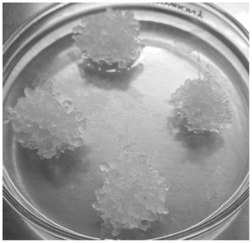 Method for inducing loblolly pine embryonic callus, and dedicated culture medium thereof