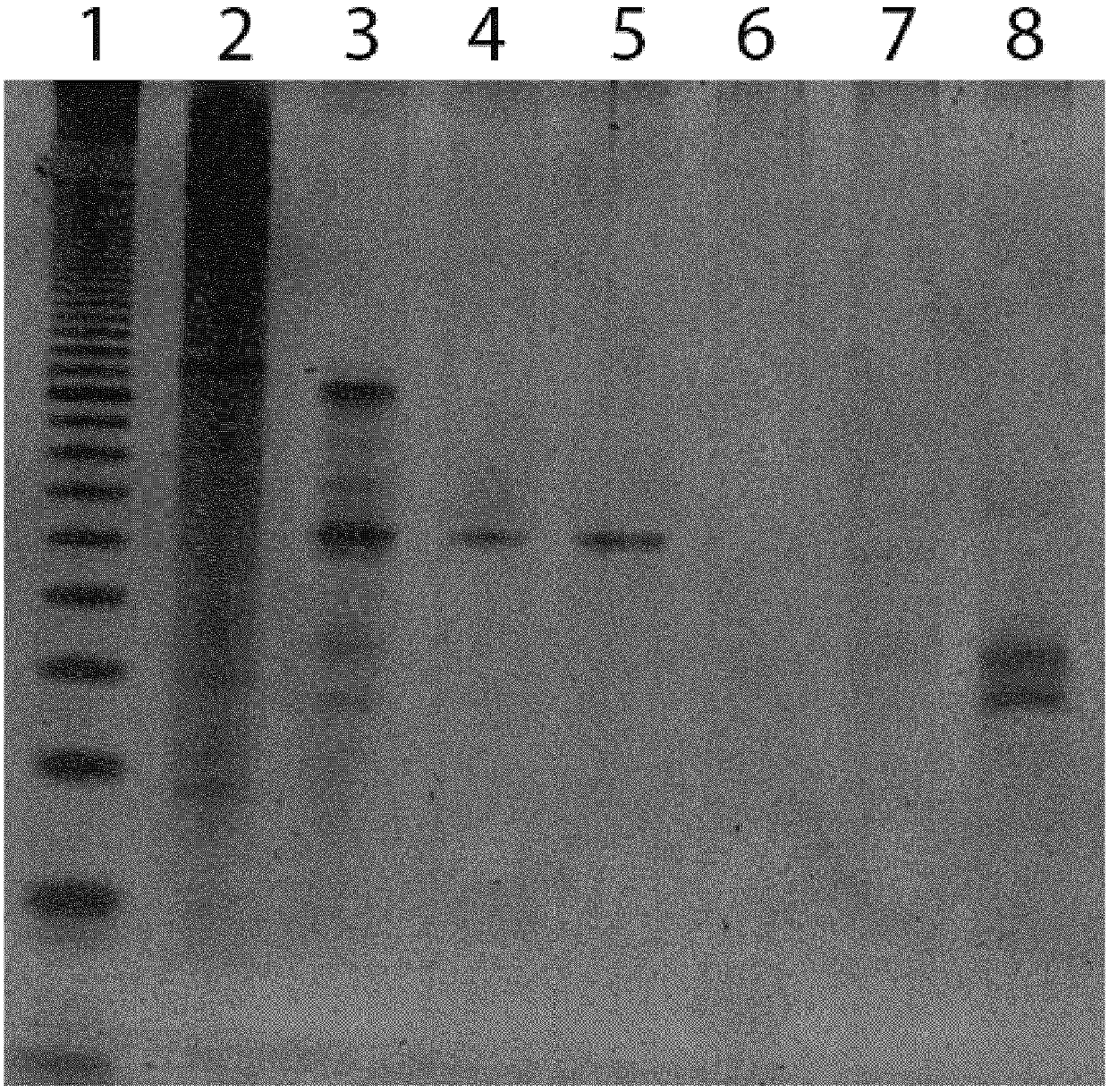 DNA display and methods thereof