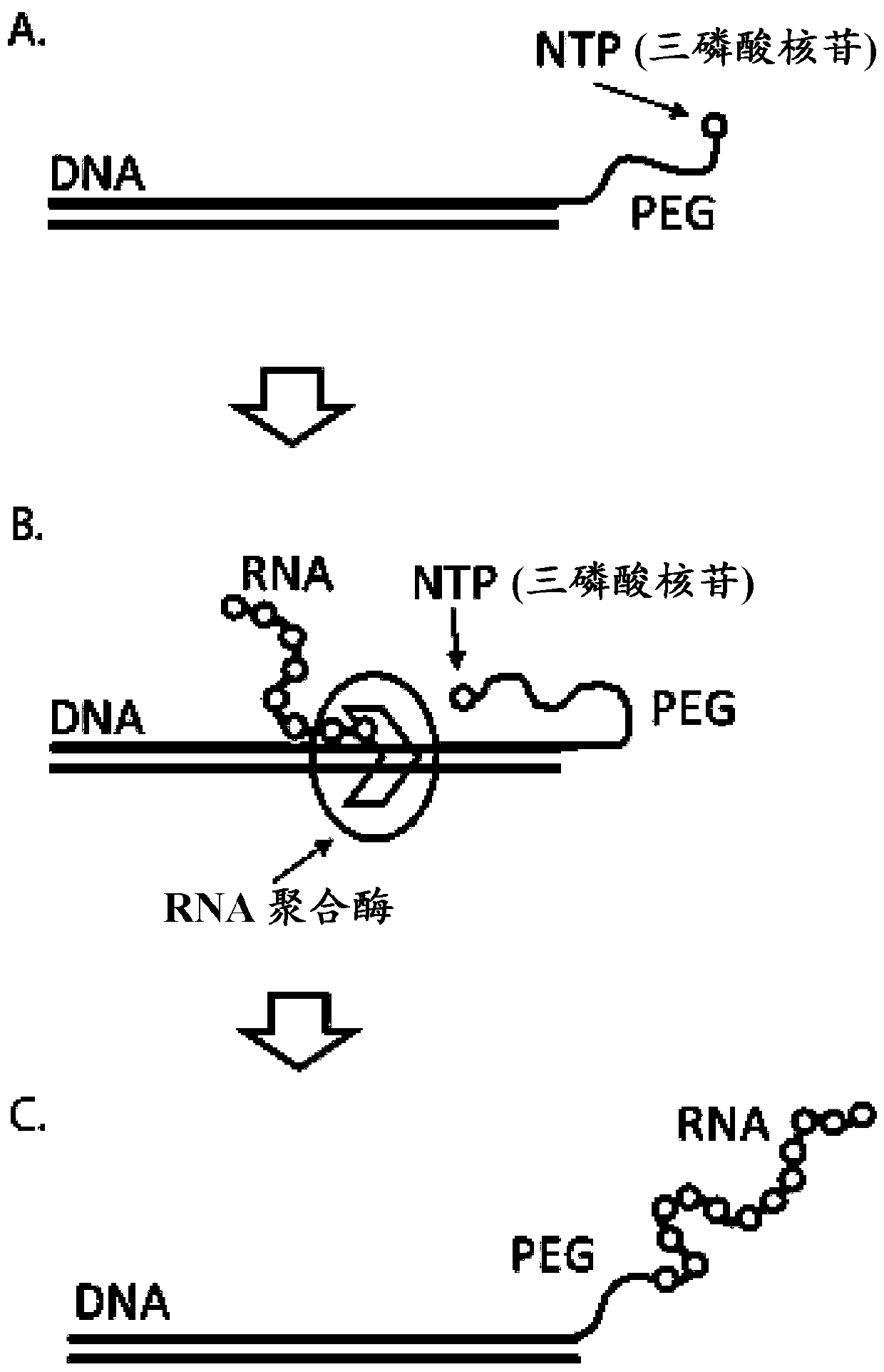 DNA display and methods thereof