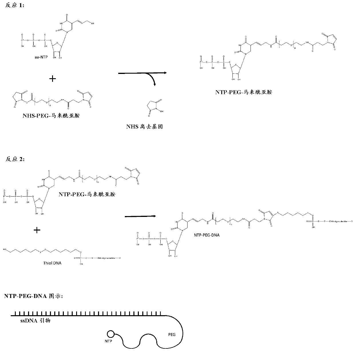 DNA display and methods thereof