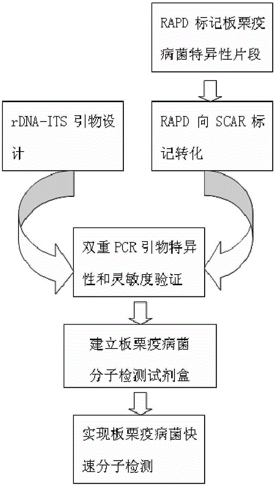 A molecular detection kit for Chestnut Phytophthora and its application method