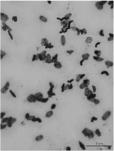 Oligotrophic denitrifying bacterium and process thereof for denitrifying low COD concentration sewage of sewage treatment plant