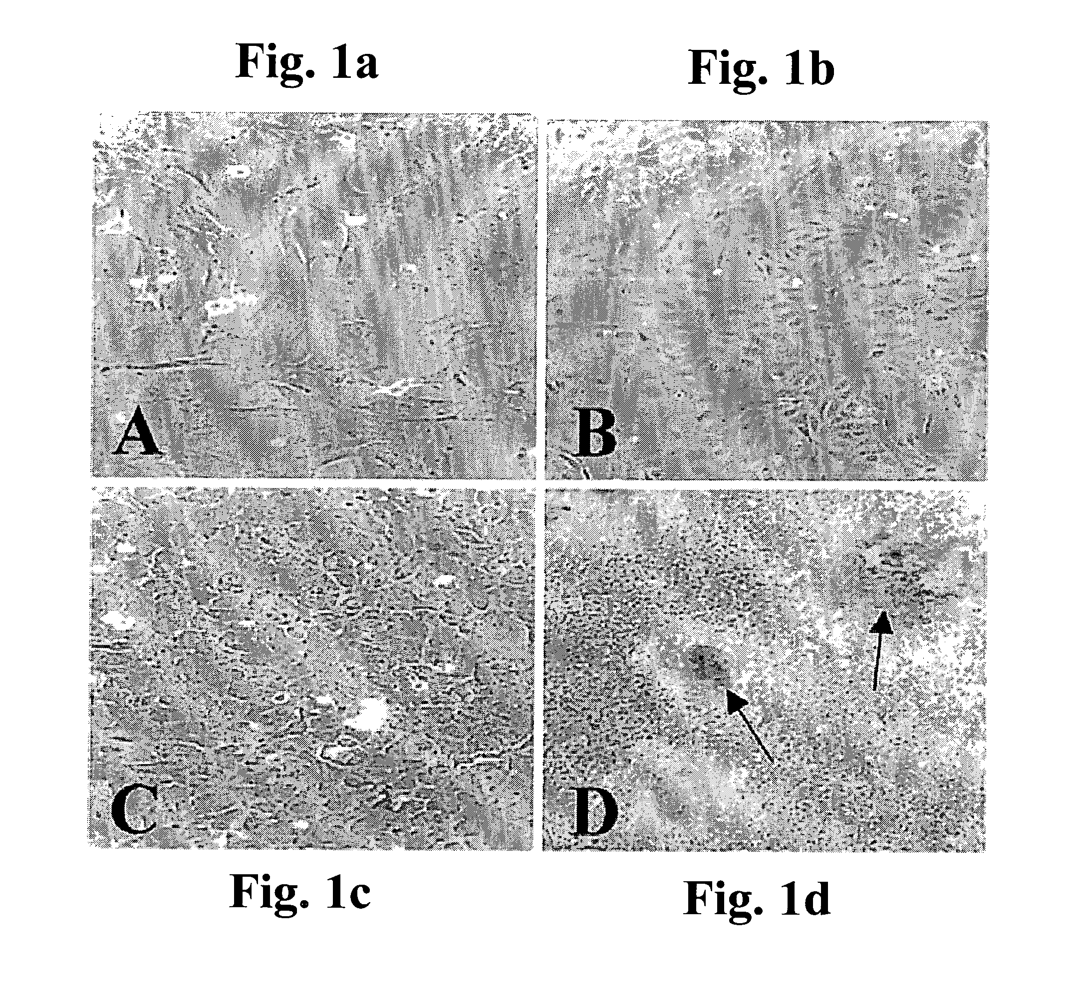 Cultured cartilage/bone cells/tissue, method of generating same and uses thereof