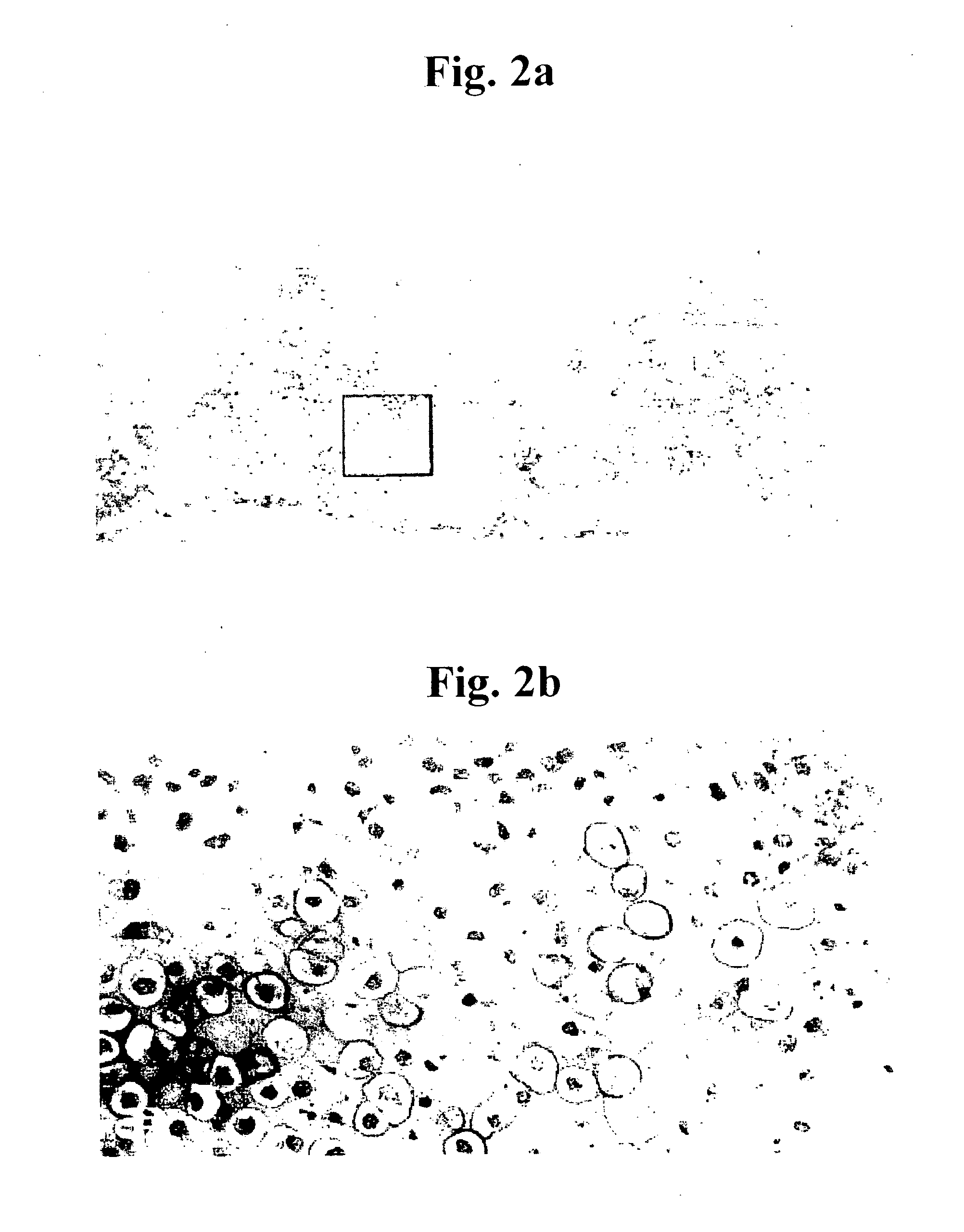 Cultured cartilage/bone cells/tissue, method of generating same and uses thereof