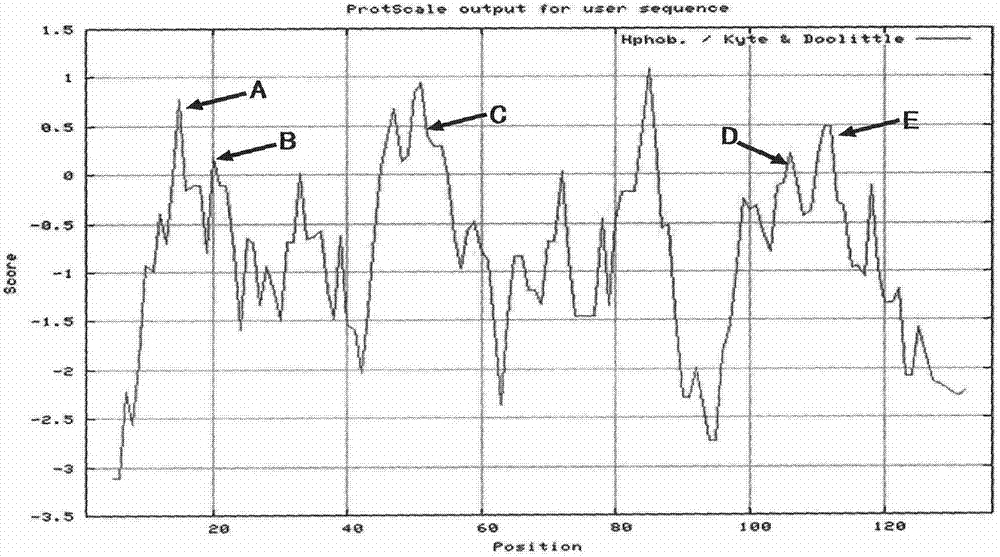 Vegetable leafminer odorant-binding protein and application thereof