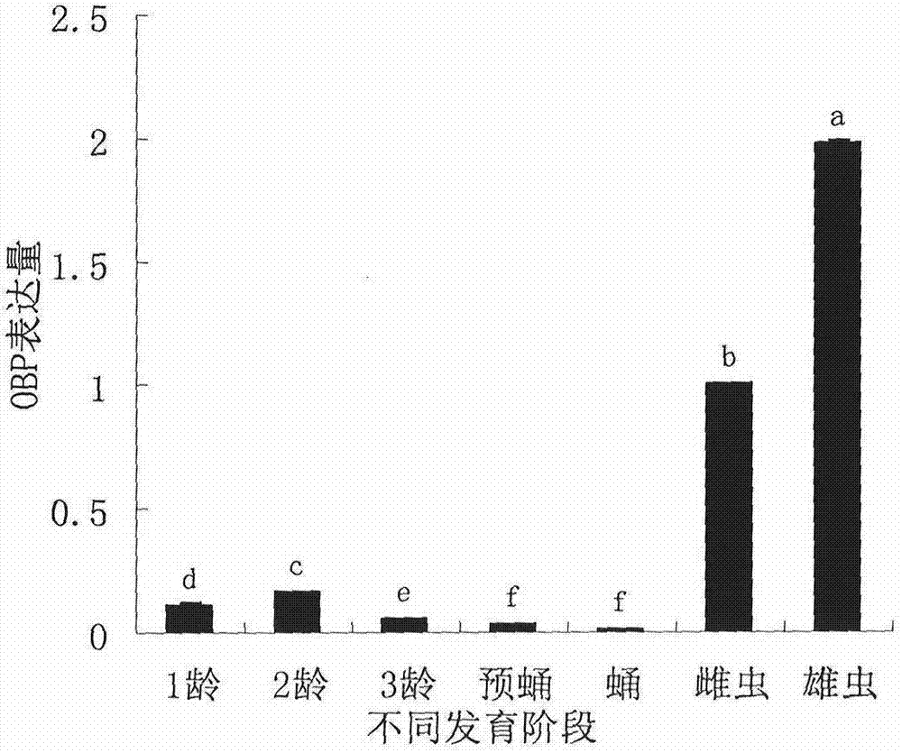 Vegetable leafminer odorant-binding protein and application thereof