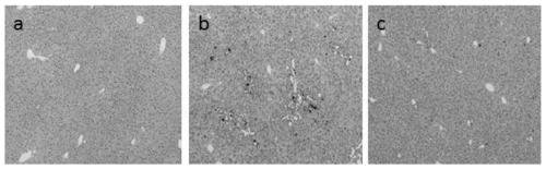 Gardenia polysaccharide and preparation method and application thereof