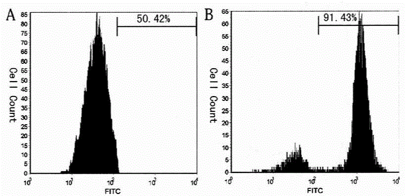 Method for inducing and culturing umbilical cord mesenchymal stem cells into nerve cells