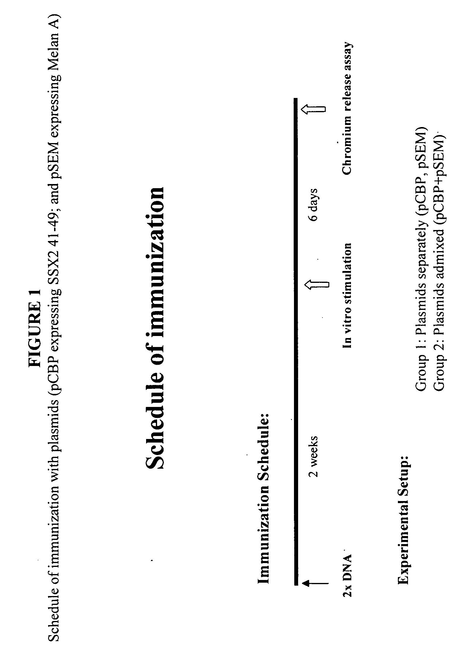 Combinations of tumor-associated antigens in compositions for various types of cancers