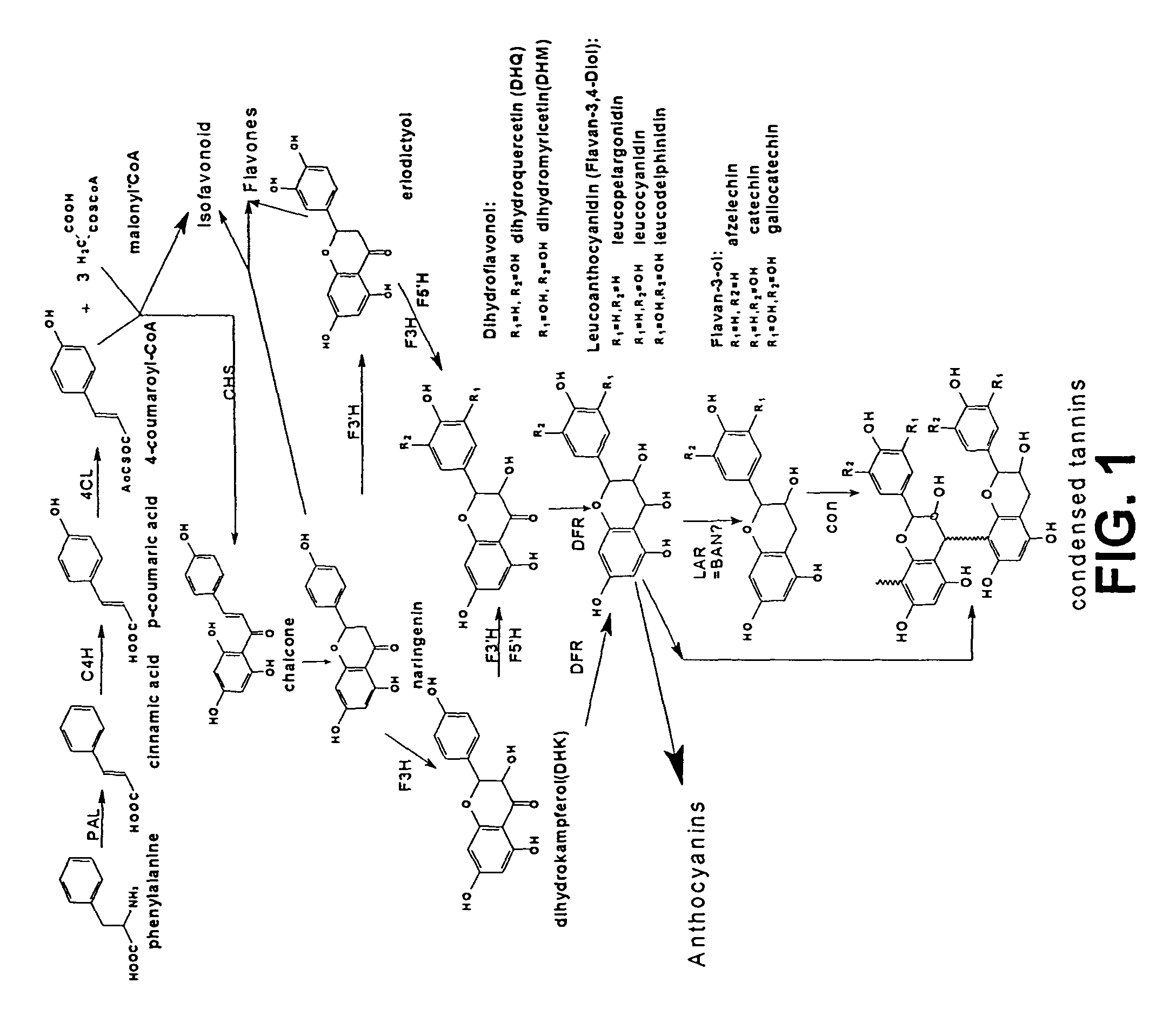 Genetic manipulation of condensed tannins