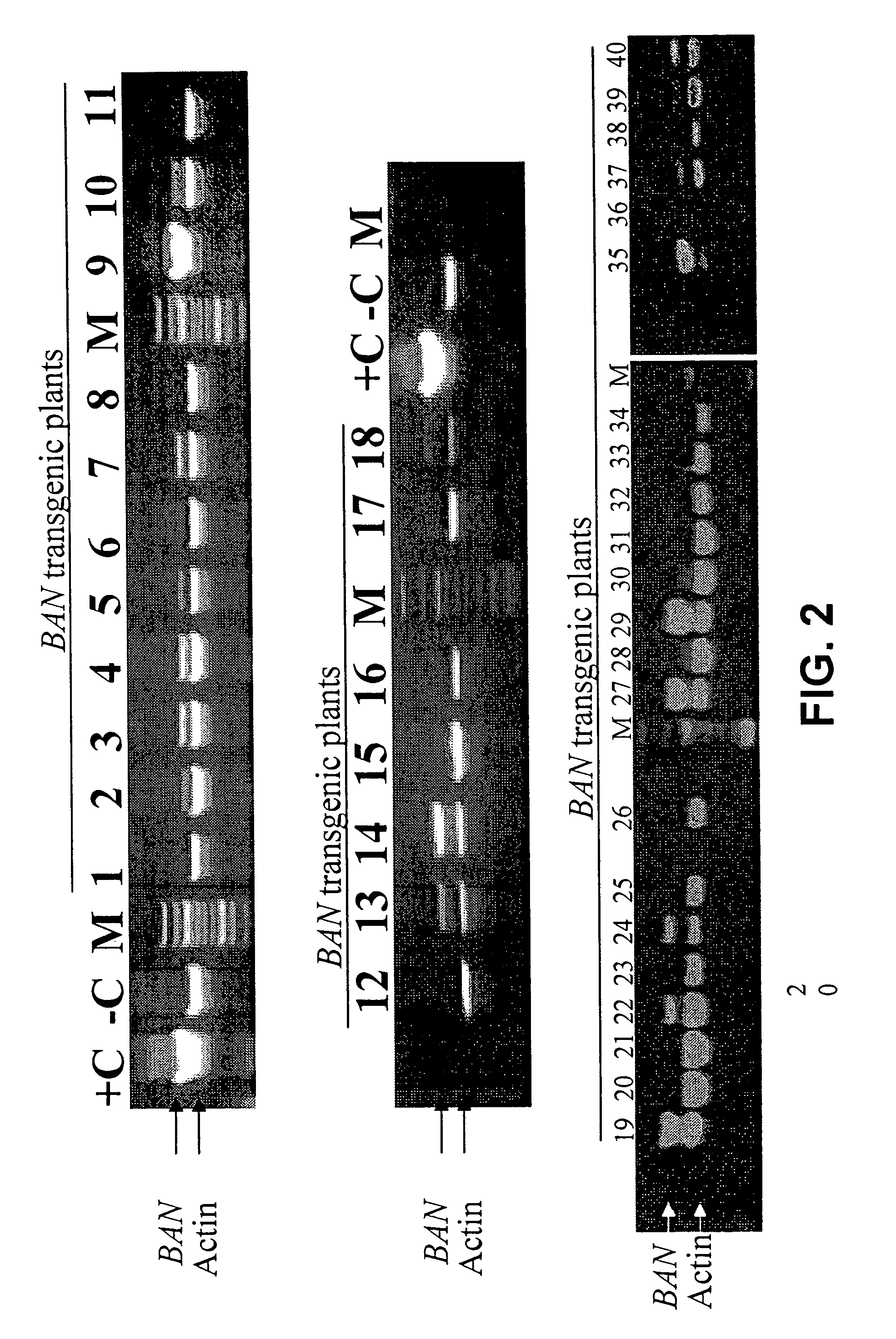 Genetic manipulation of condensed tannins