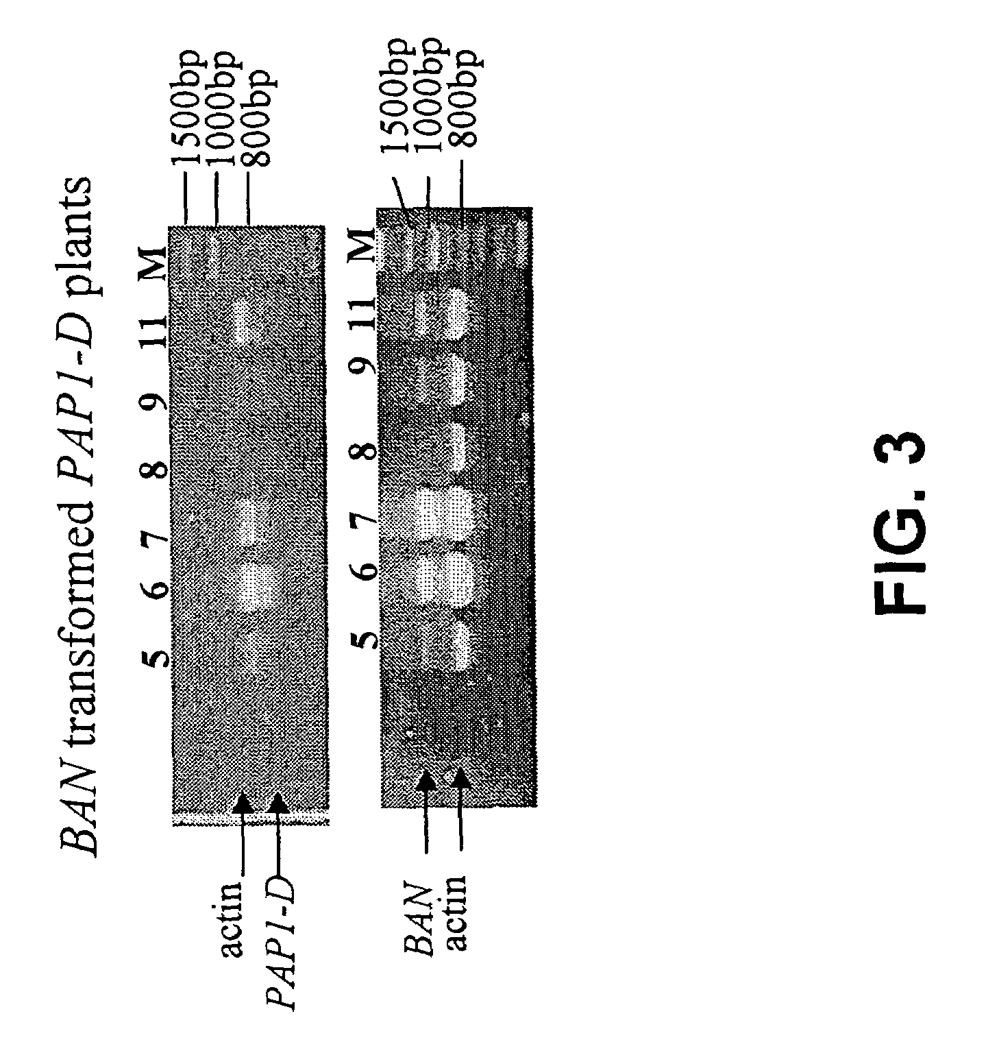 Genetic manipulation of condensed tannins