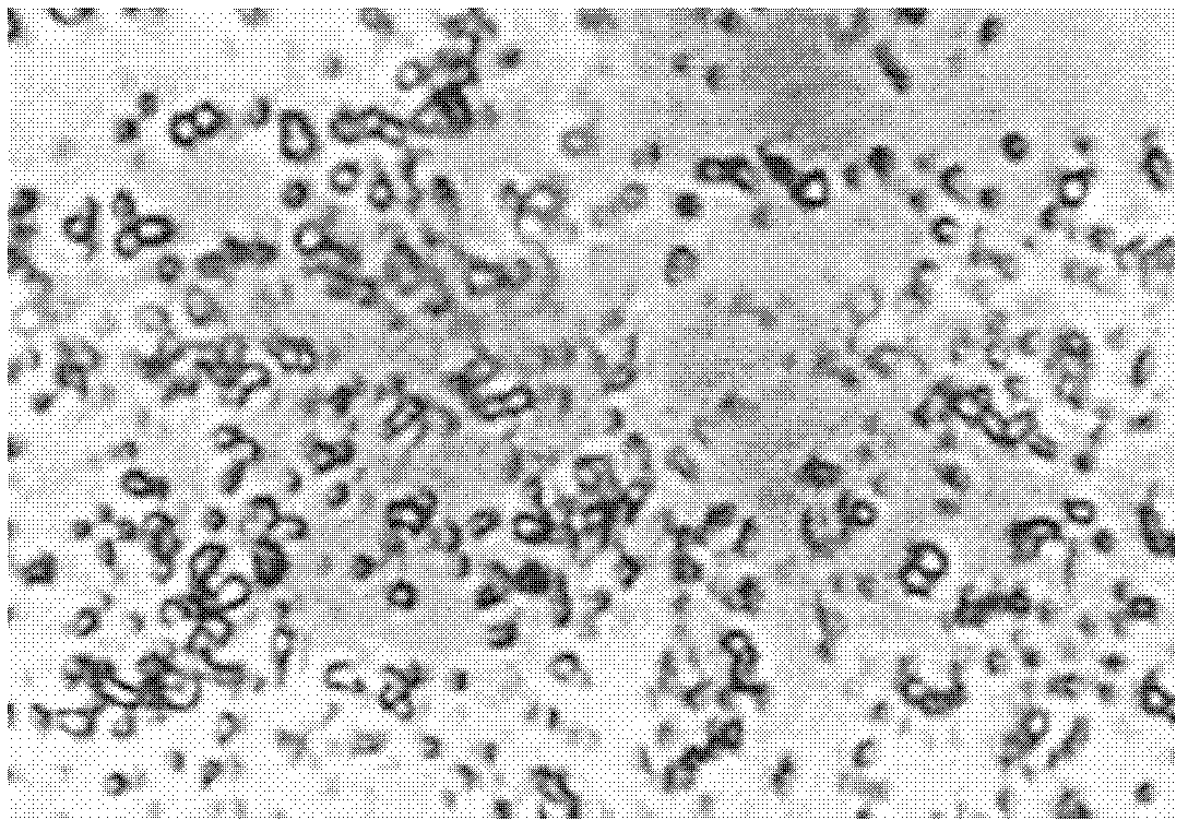 Silymarin compound nanoparticle and preparation method thereof