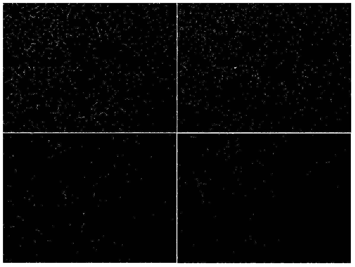 Panax japonicus saponins as well as preparation method and application thereof