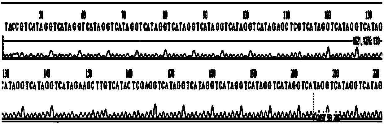 Construction and application of medicine screening model on the basis of PPAR (Peroxisome proliferator-activated receptors) gamma signal channel