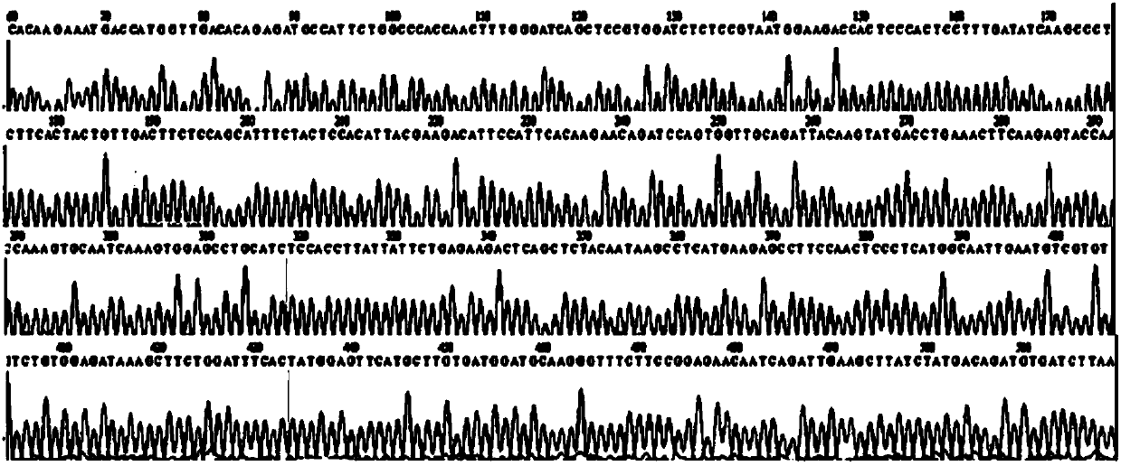 Construction and application of medicine screening model on the basis of PPAR (Peroxisome proliferator-activated receptors) gamma signal channel