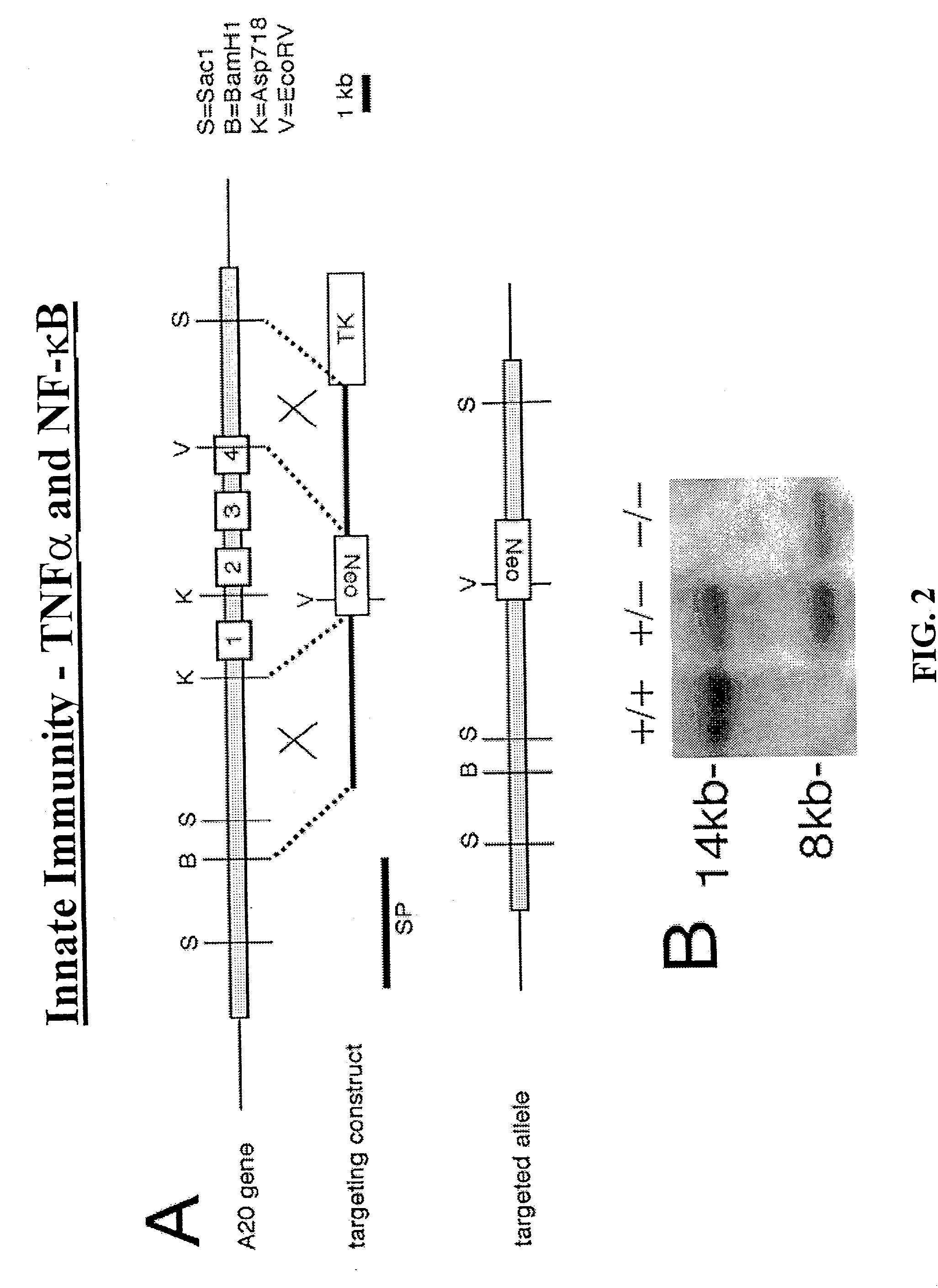 Methods and compositions relating to modulation of A20