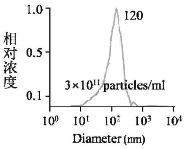 Anti-tumor engineering exosome, preparation method and application