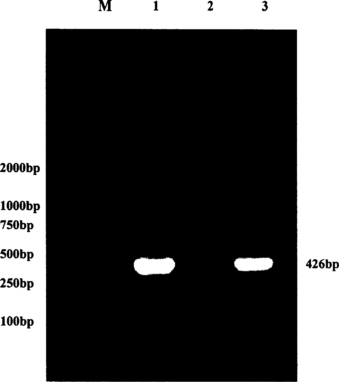 Rockfish viral nerve necrosis virogene diagnostic kit and detecting method thereof