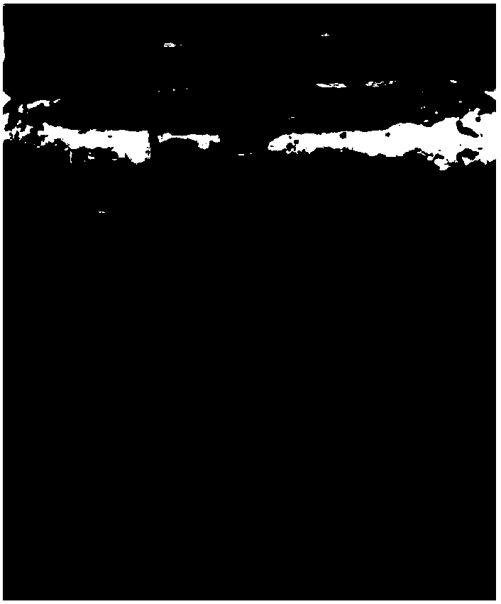 Method for quick propagation by means of hemp stem tip tissue culture