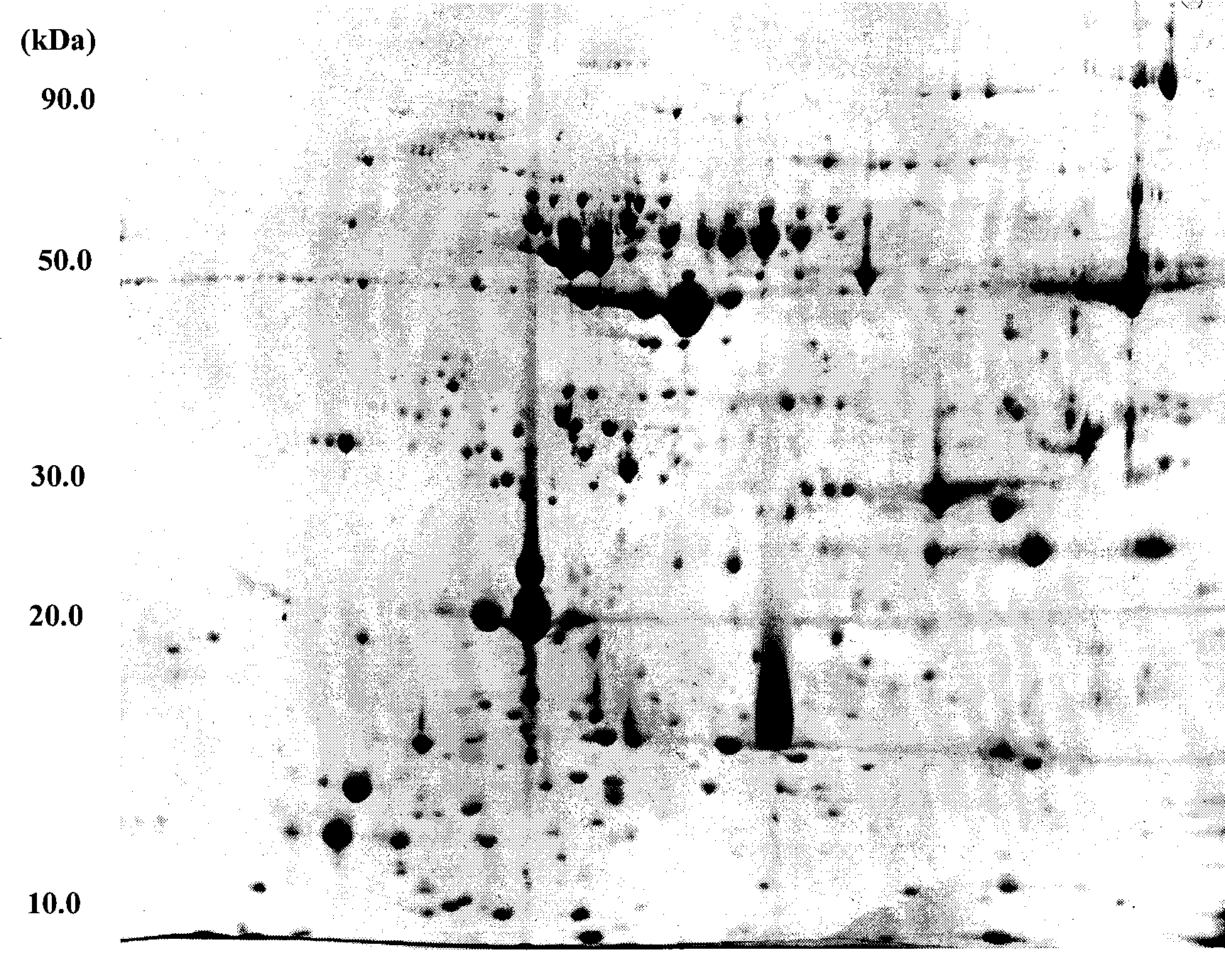 Extracting method for plant chloroplast total protein and special extract therefor