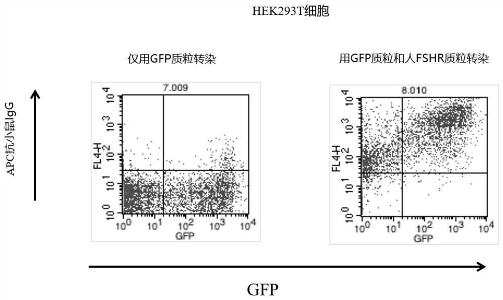 Preparation and application of anti-FSHR (follicle stimulating hormone receptor) antibody and antibody-drug conjugate thereof