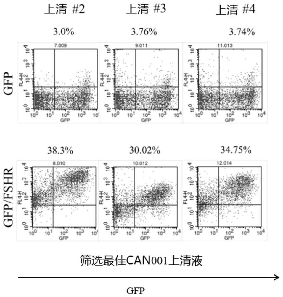 Preparation and application of anti-FSHR (follicle stimulating hormone receptor) antibody and antibody-drug conjugate thereof