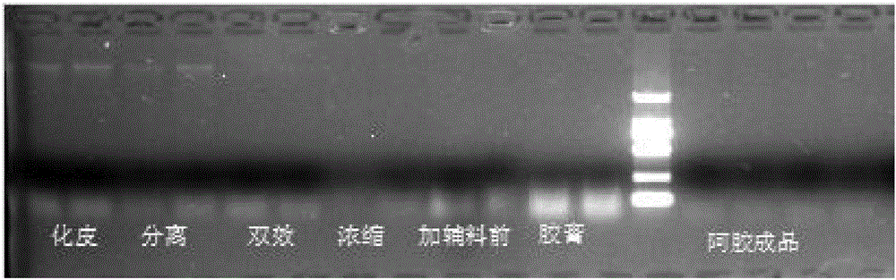 Quantitative detection method, composition and kit of donkey/horse-derived components in donkey-hide gelatin colloidal liquid semifinished product or finished product