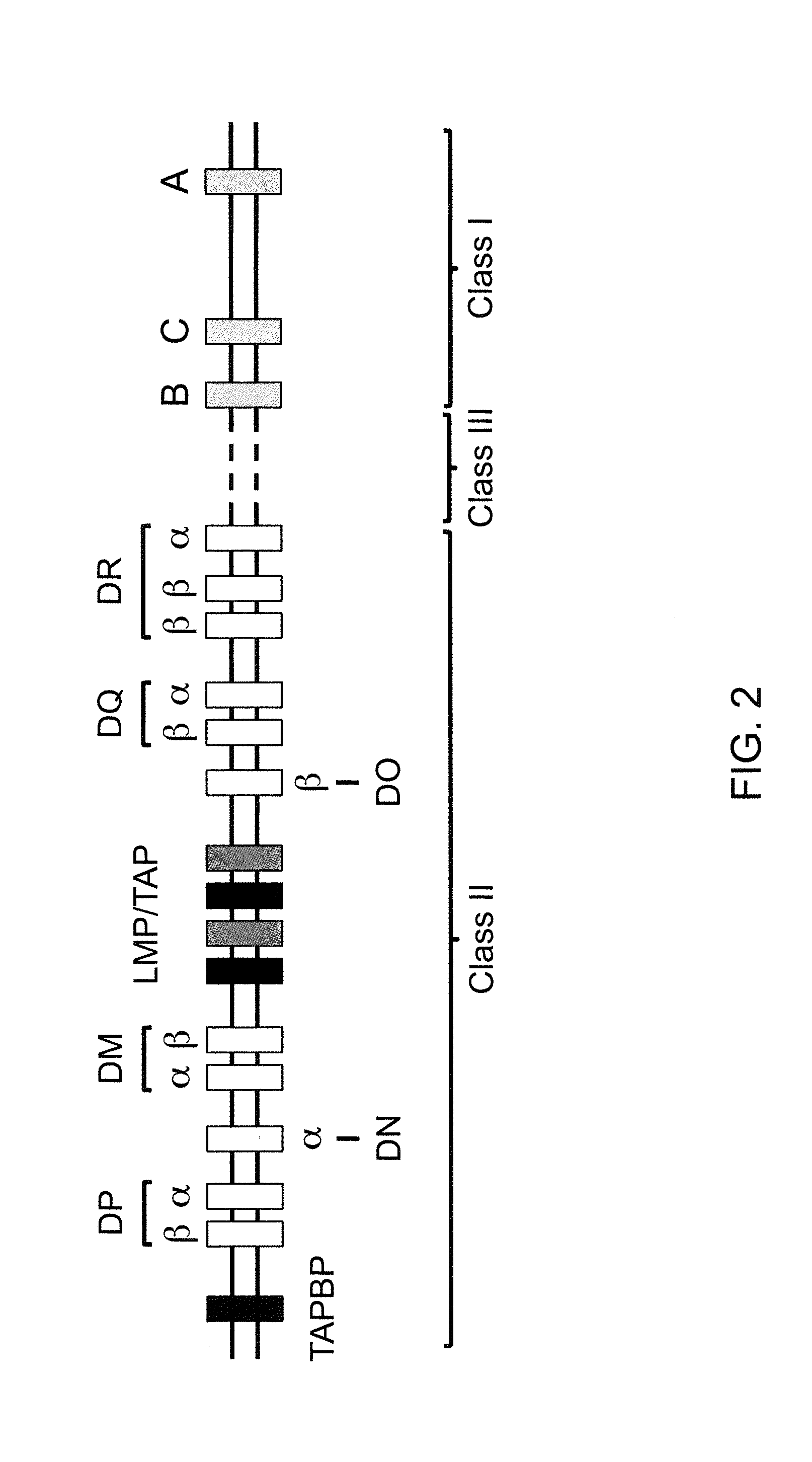 Genetically Modified Major Histocompatibility Complex Animals