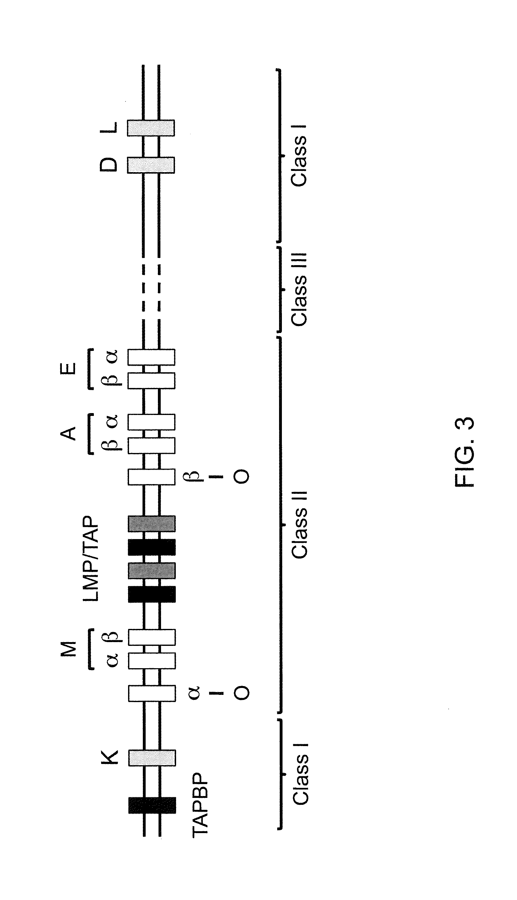 Genetically Modified Major Histocompatibility Complex Animals