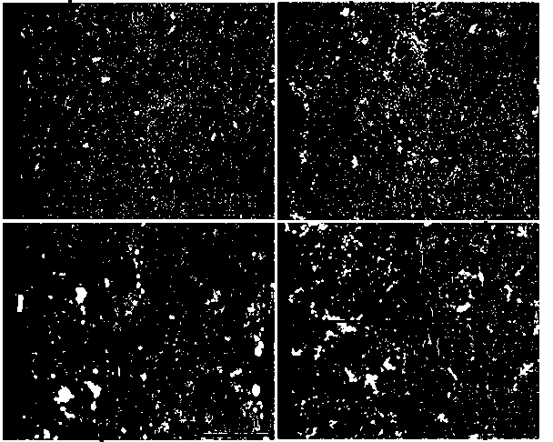 Preparation method for controllable nitriding-physical vapor deposition (PVD) composite coating of high-speed steel tool