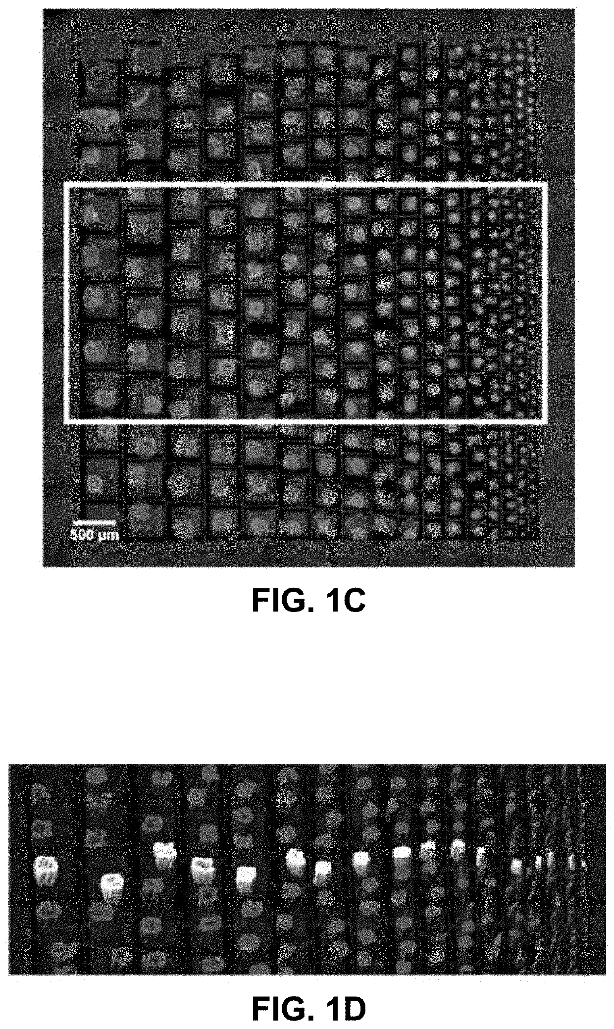 Microchip high density hanging drop three-dimension culture platform