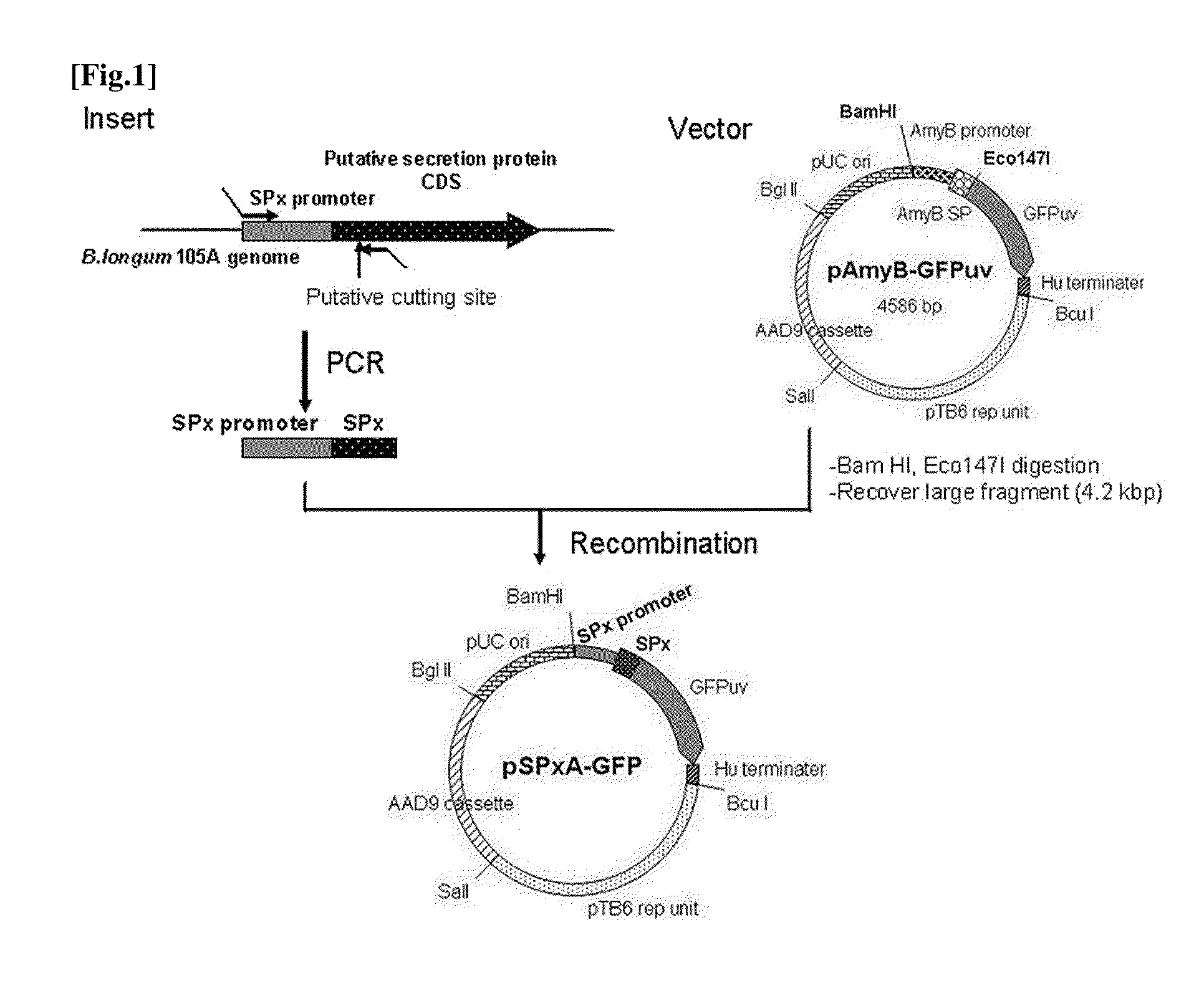 Transfection vector