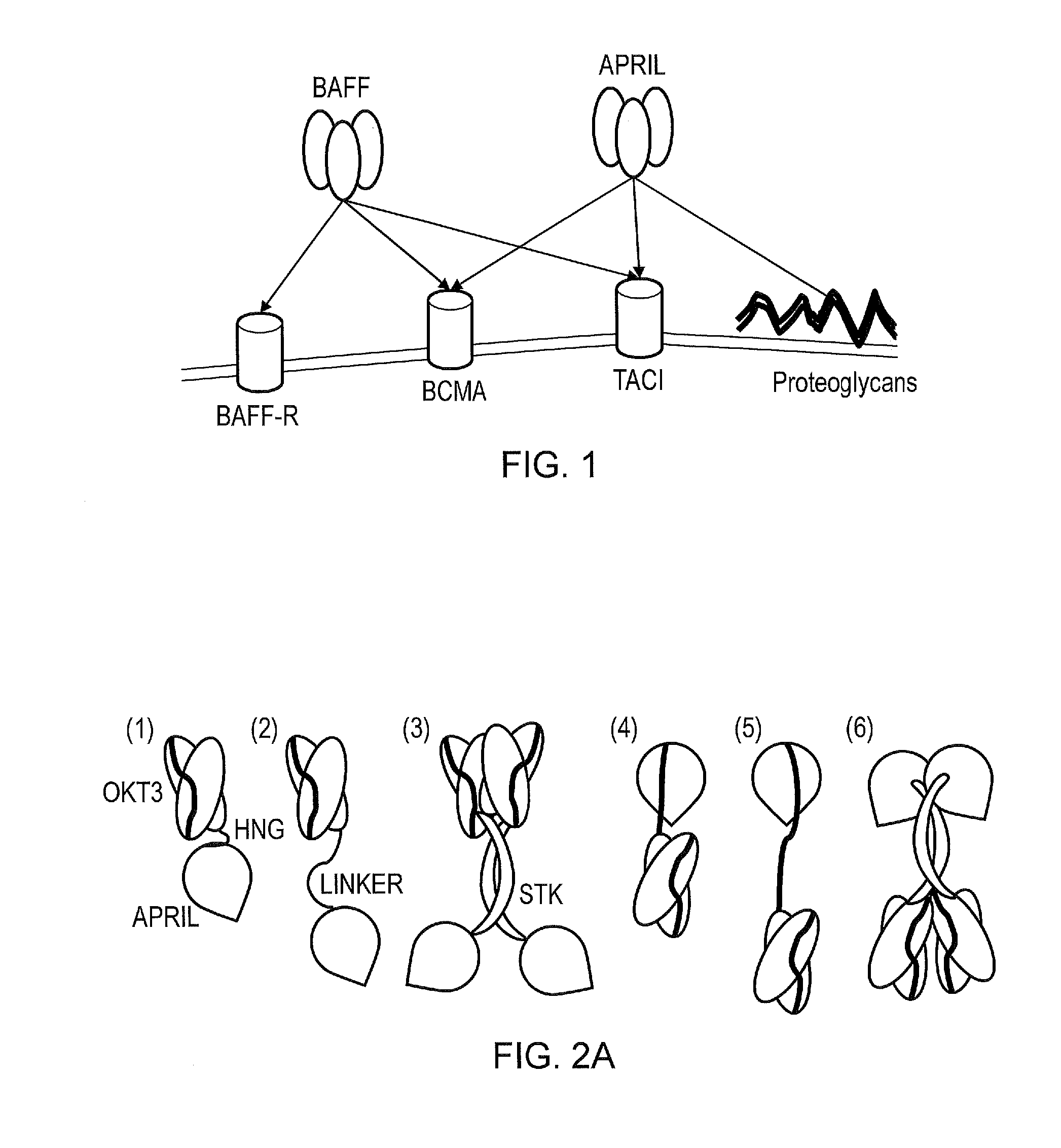 Molecule