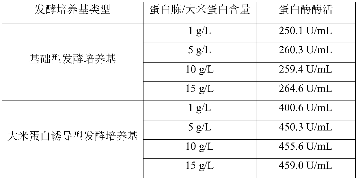 Serratia sp. and application thereof in protease production