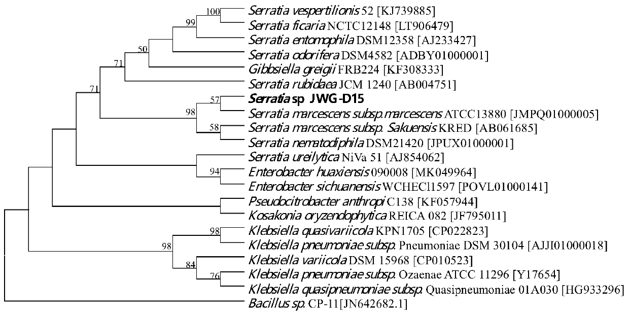 Serratia sp. and application thereof in protease production