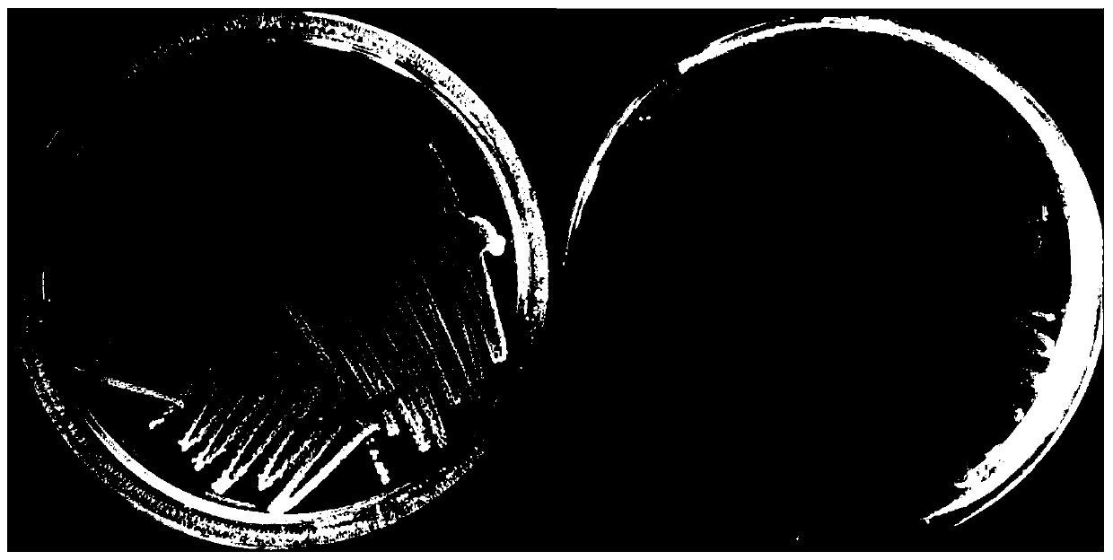 Serratia sp. and application thereof in protease production