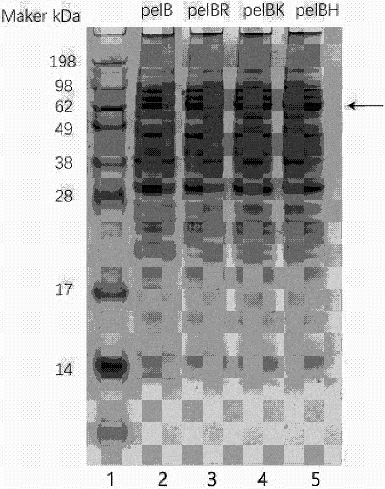 Signal peptide mutant for improving secretion efficiency of protein and application thereof