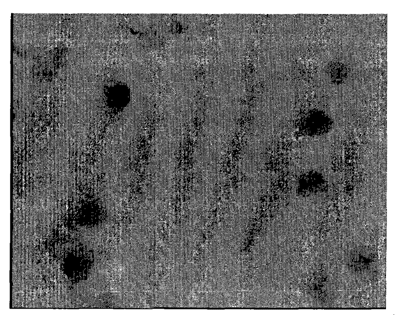 Synthetic detection kit for hybridization in situ and detection method